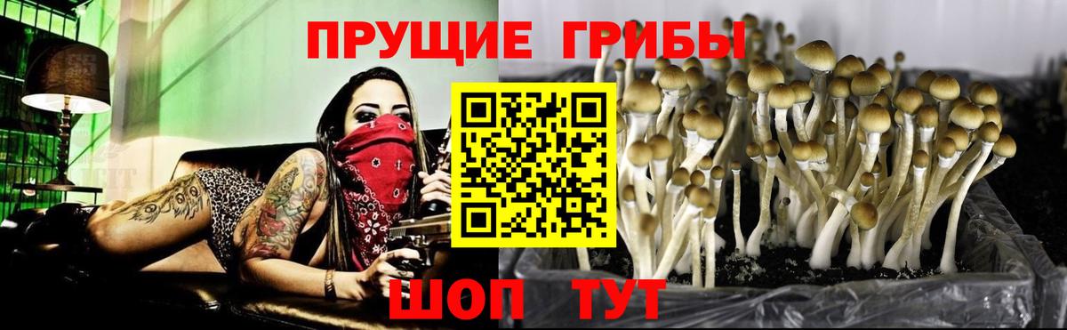 Острогожск  Псилоцибиновые грибы Magic Shrooms  Вход с VPN 